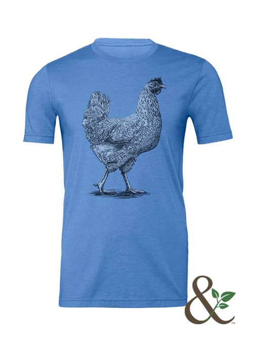 Chicken - Hen - Image 12