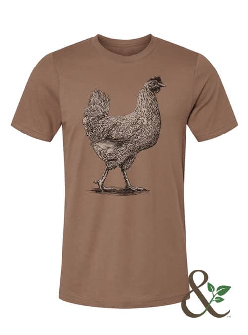 Chicken - Hen - Image 3
