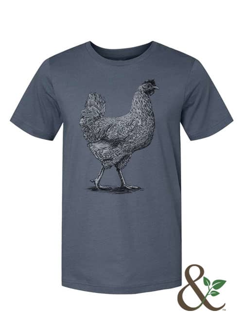 Chicken - Hen - Image 5