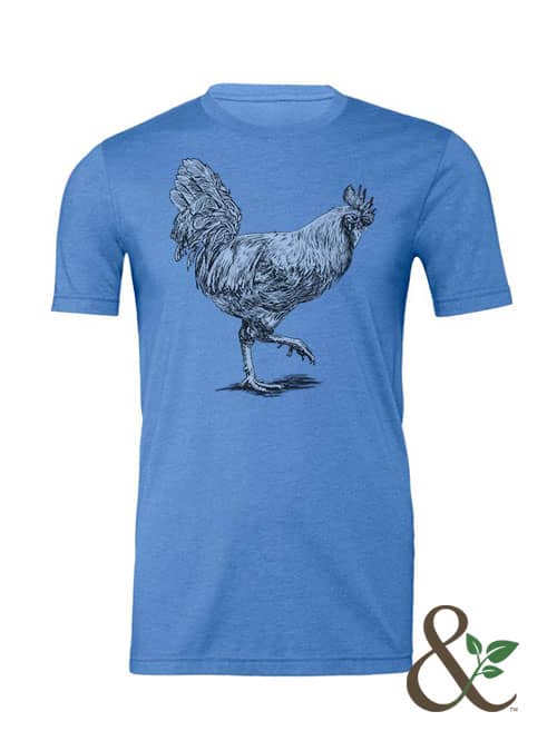 Chicken - Rooster - Image 12