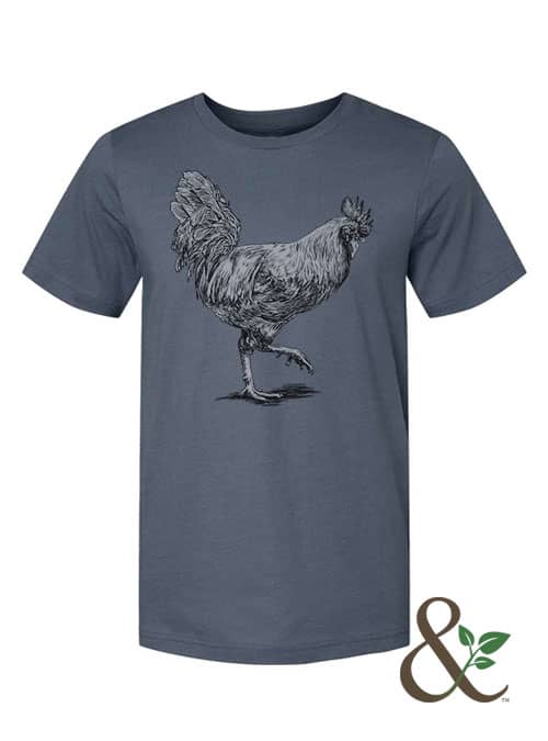 Chicken - Rooster - Image 5